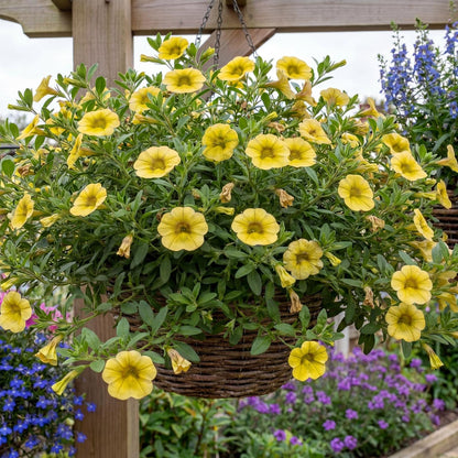 MiniFamous Uno Yellow Calibrachoa