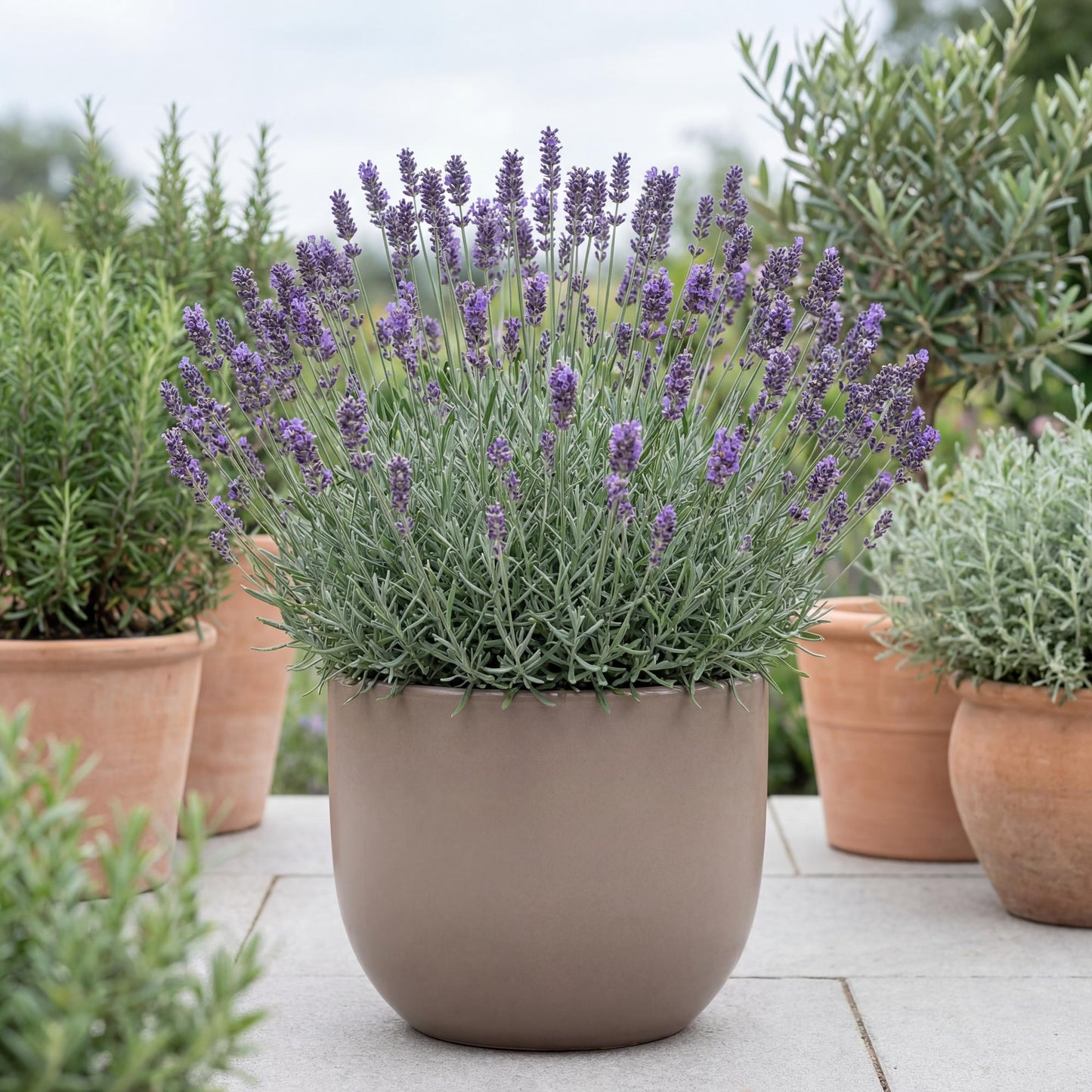 Blue Floral Lavender