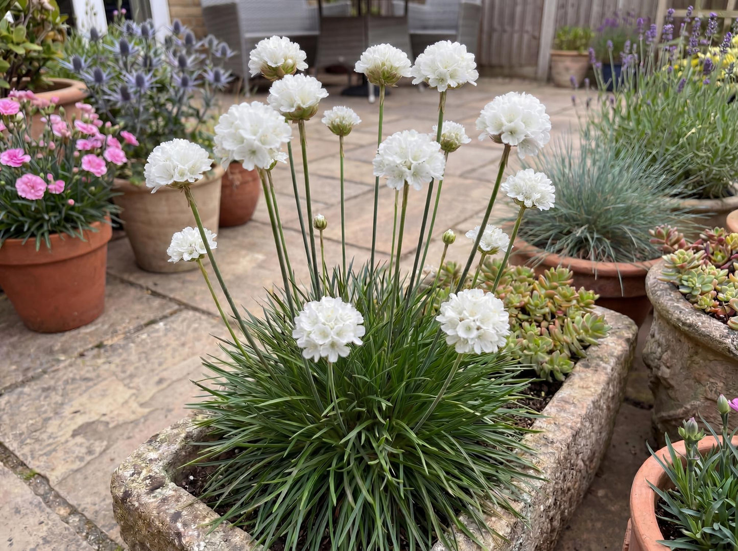 Dream Clouds Dreameria Armeria