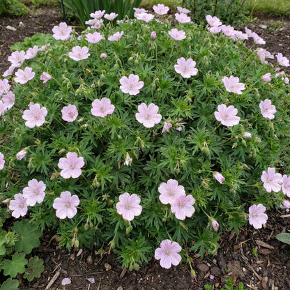 Lancastriense Geranium