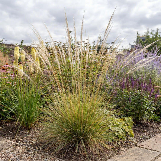 Peruvian Feather Grass