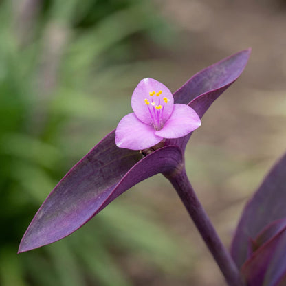 Purple Heart Tradescantia