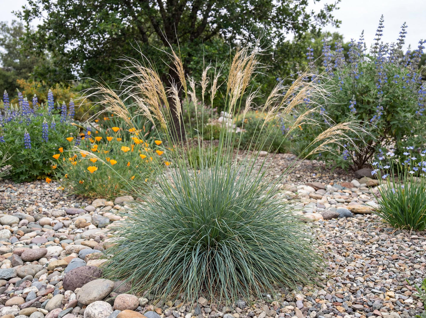 Purple Needlegrass