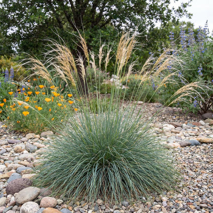 Purple Needlegrass