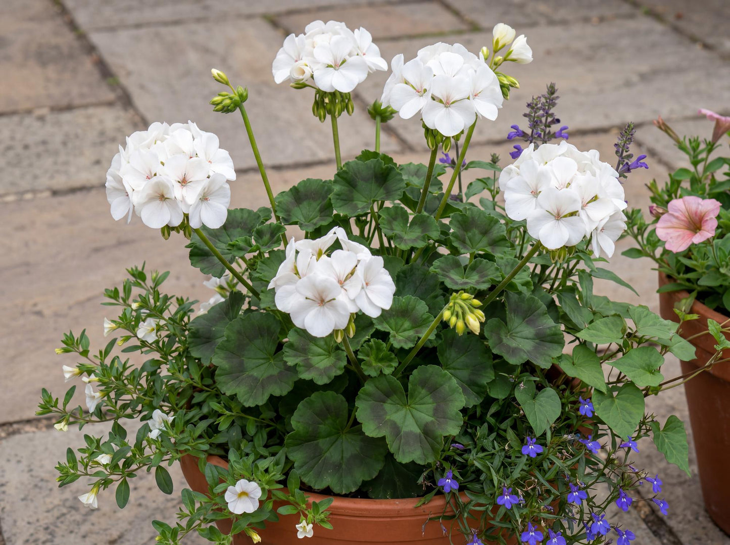 Tango White Geranium