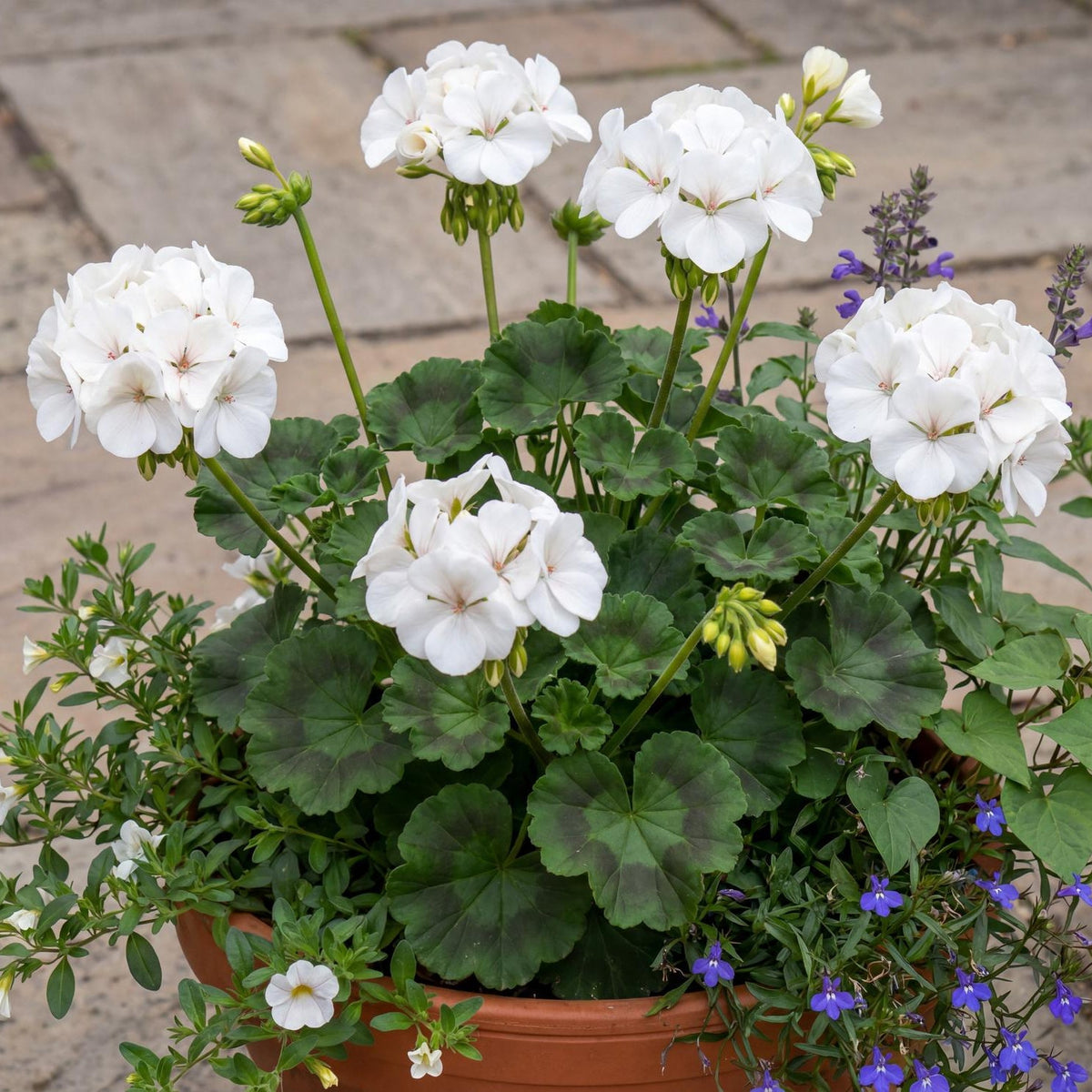 Tango White Geranium