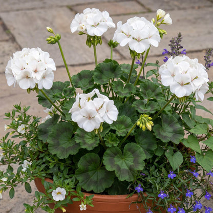 Tango White Geranium