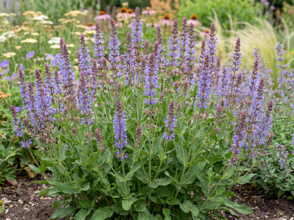 Blue Hills Salvia