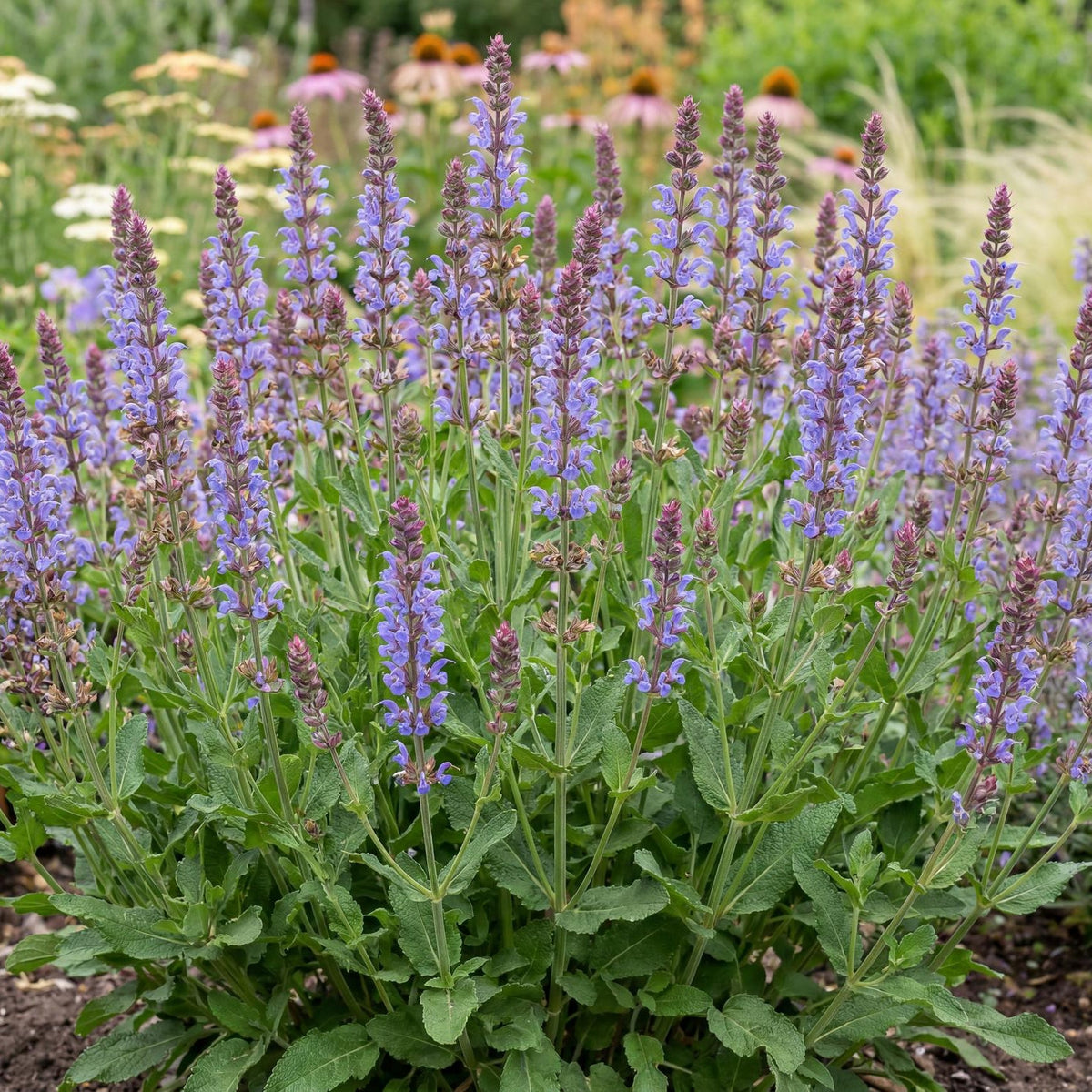 Blue Hills Salvia
