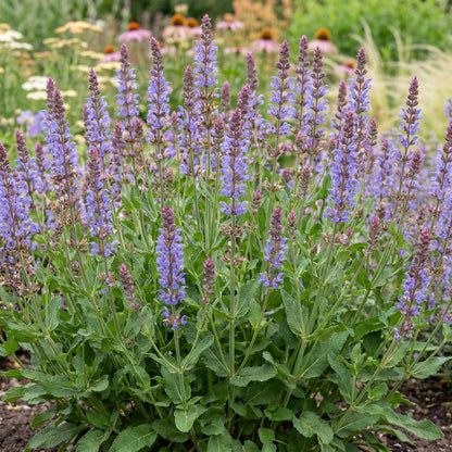 Blue Hills Salvia