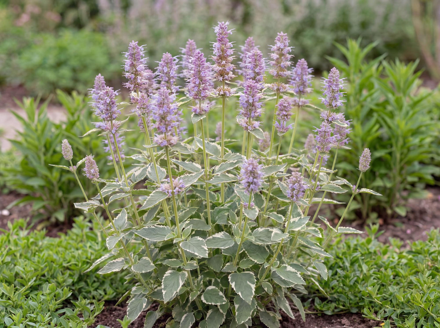 Crazy Fortune Giant Hyssop