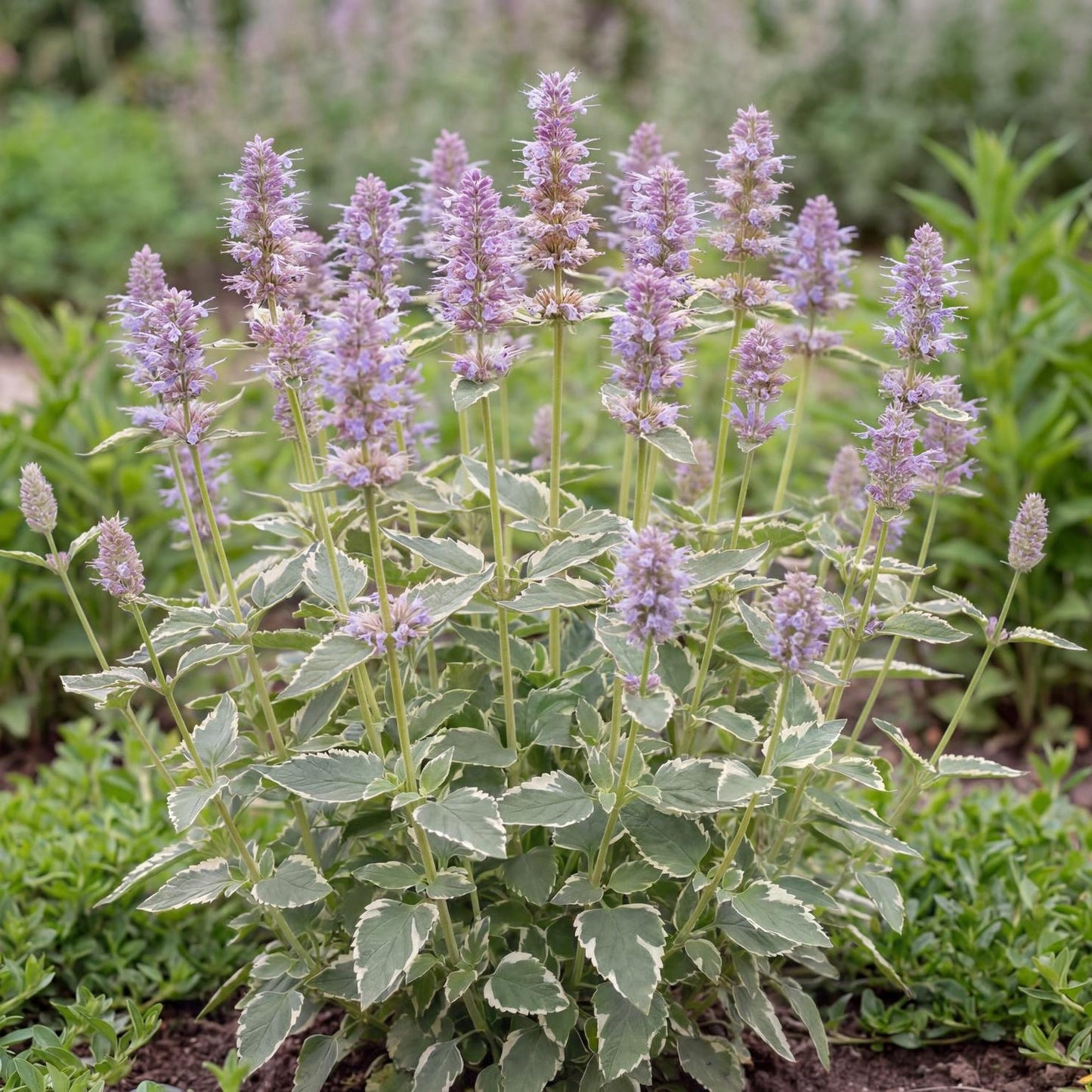 Crazy Fortune Giant Hyssop sends up purple-blue flower spikes in season on clumps two to four feet tall