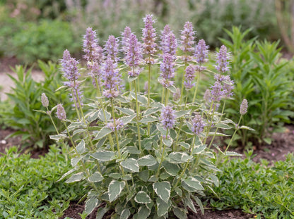 Crazy Fortune Giant Hyssop