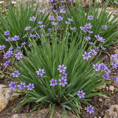 Rocky Point Blue-Eyed Grass