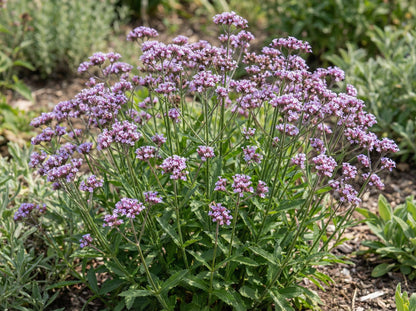 Lollipop Dwarf Verbena