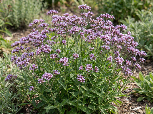 Lollipop Dwarf Verbena