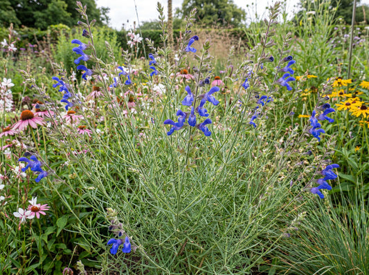 Blue Willow West Texas Grass Sage