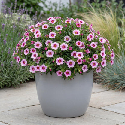 Light Pink Eye MiniFamous Neo Calibrachoa