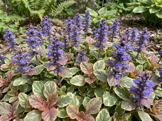 Burgundy Glow Bugleweed