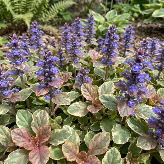 Burgundy Glow Bugleweed
