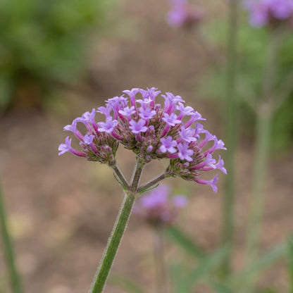 Cloud Verbena