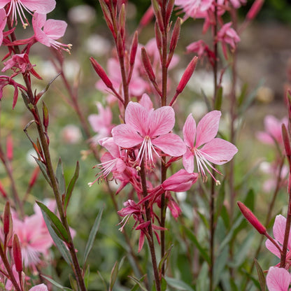 Siskiyou Pink Gaura
