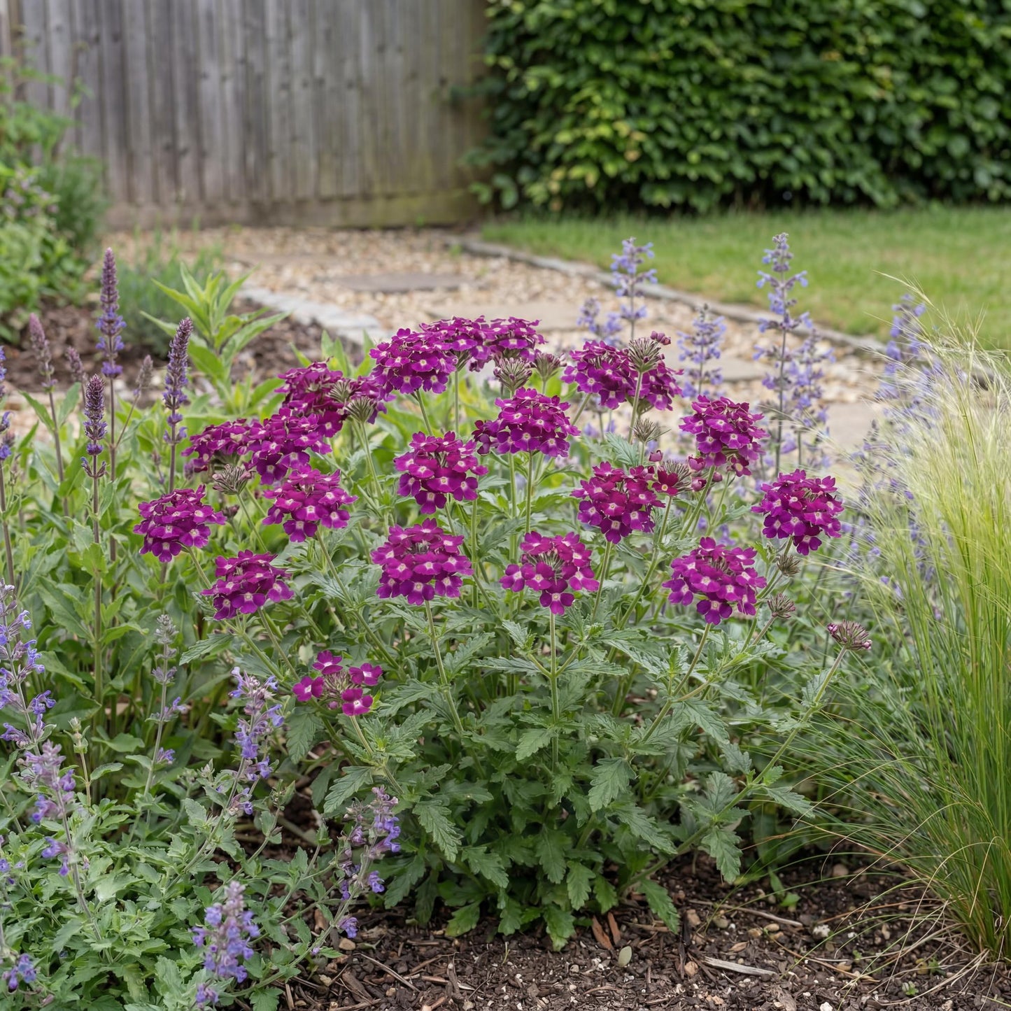 Vanessa Magenta Verbena