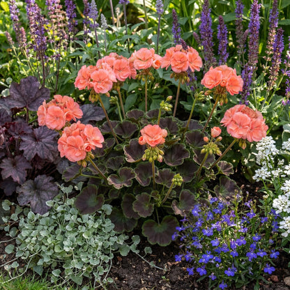 Brocade Salmon Night Fancy Leaf Geranium
