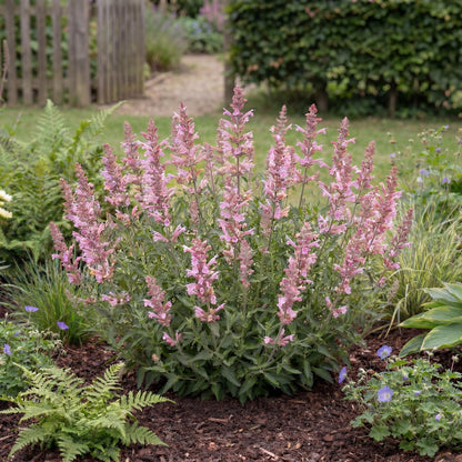 Sunny Sparks Pink Improved Agastache