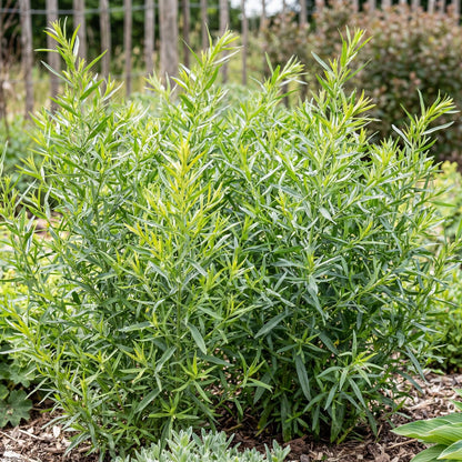 French Tarragon grows into a bushy clump 2 to 4 feet tall, a kitchen herb for pots and border edges