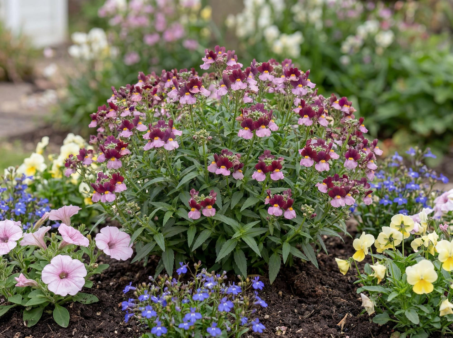 Boysenberry Fairy Kisses Nemesia
