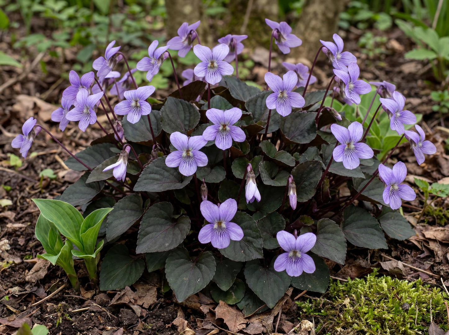 Alpine Purple Floral Violet