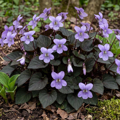 Alpine Purple Floral Violet