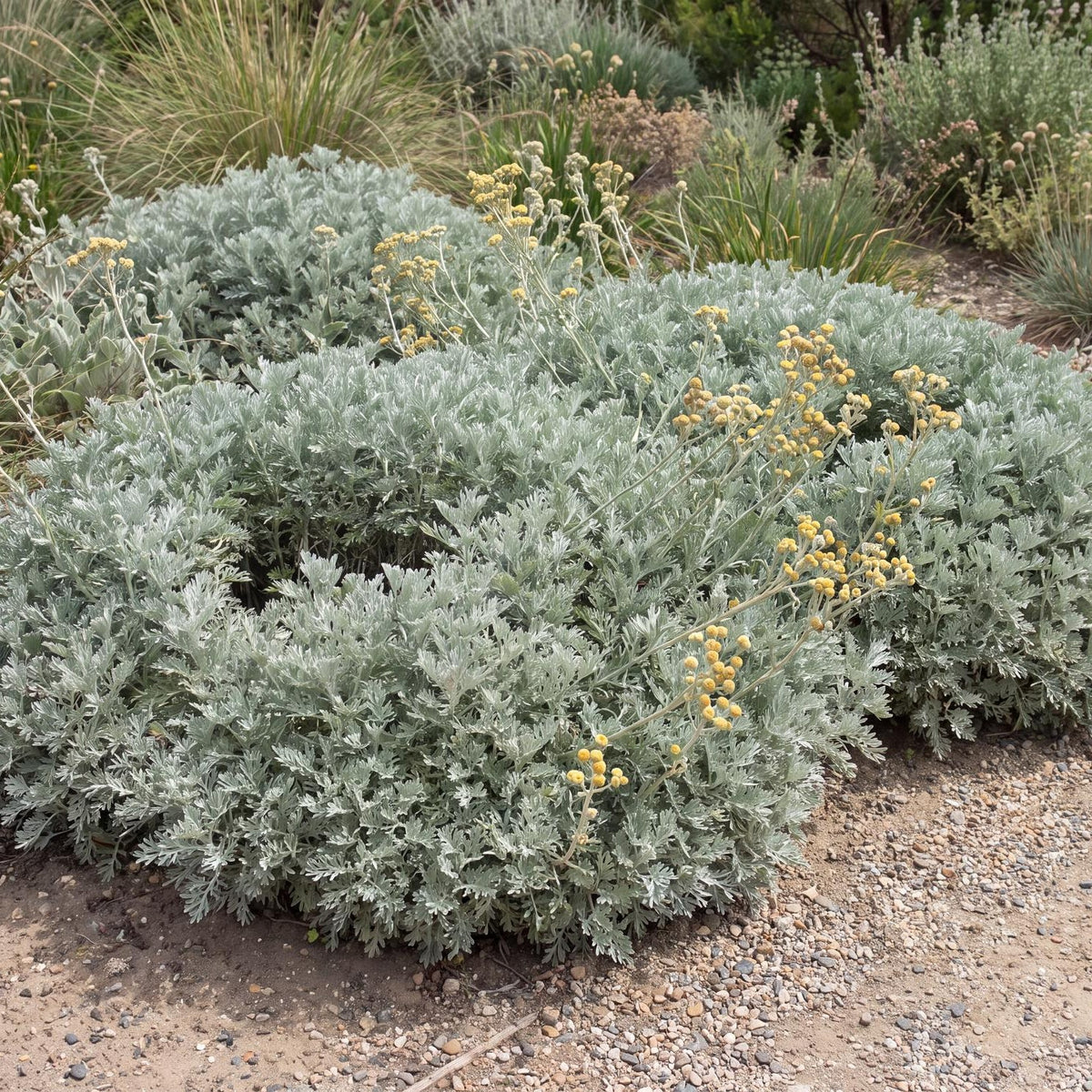 David's Choice Artemisia in a 4-inch pot, with soft, finely divided silver-green foliage in a dense compact mound