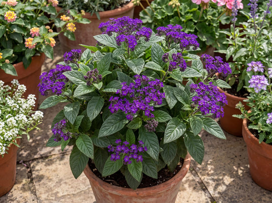 Marine Heliotrope