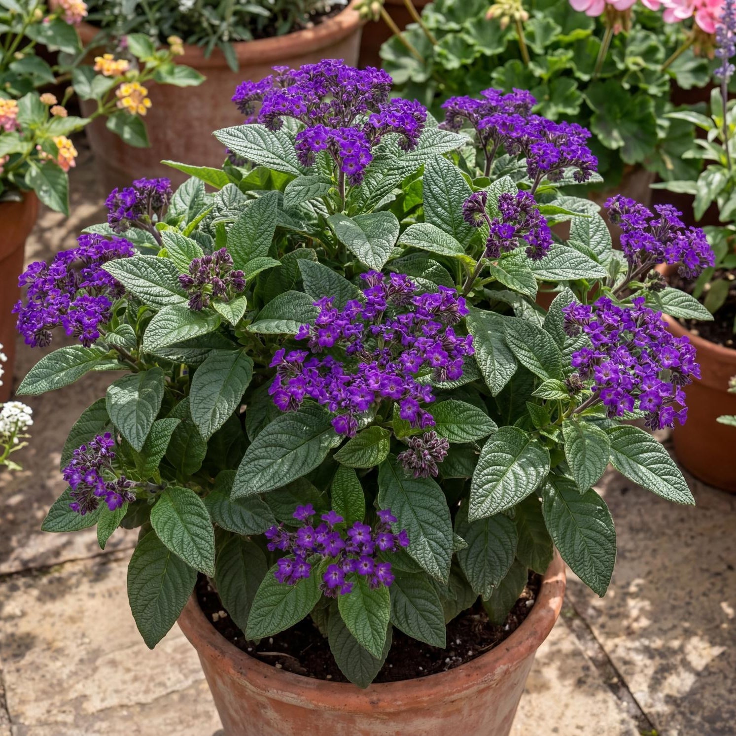 Marine Heliotrope in a 4-inch pot, deep violet-blue flower clusters over green leaves on compact bushy growth