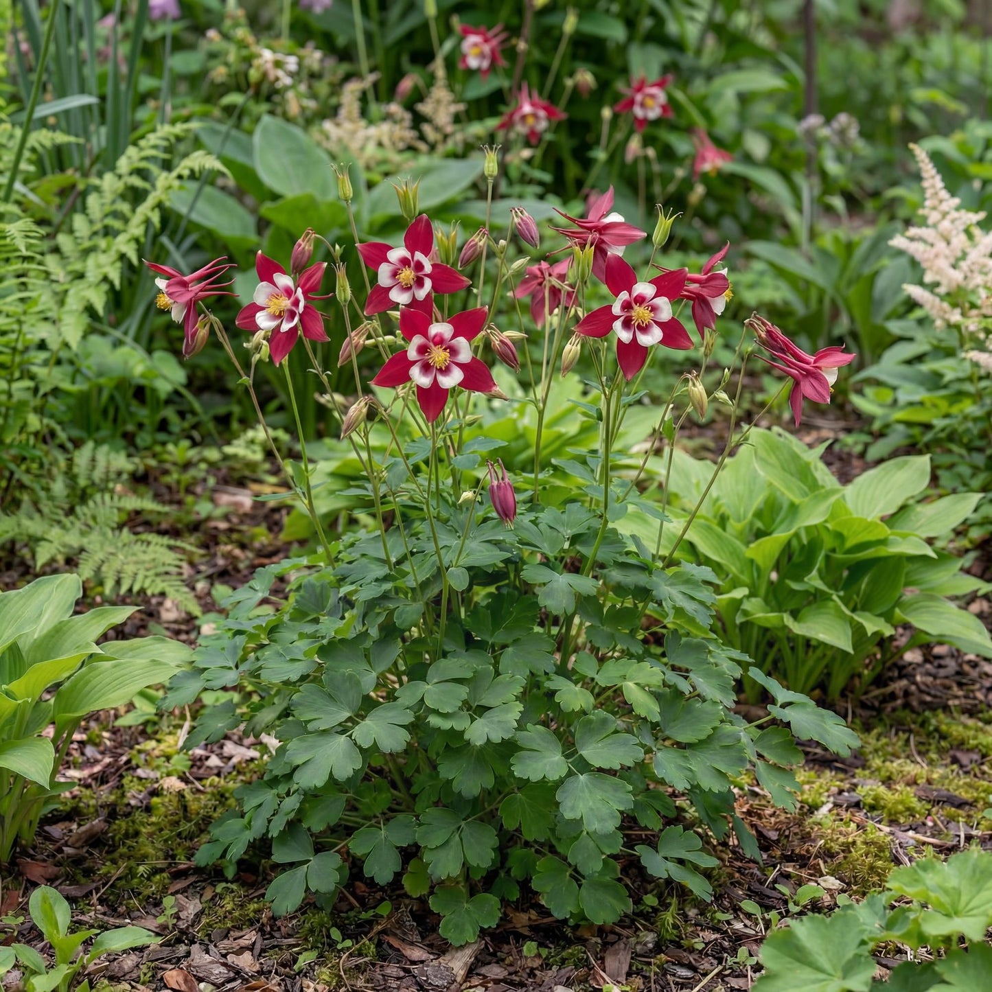 Red & White Kirigami Columbine