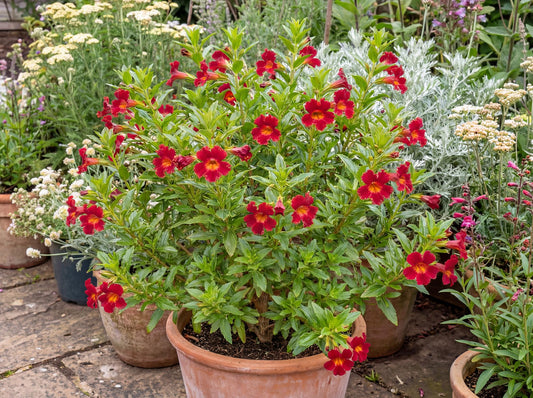 Mai Tai Red Monkeyflower