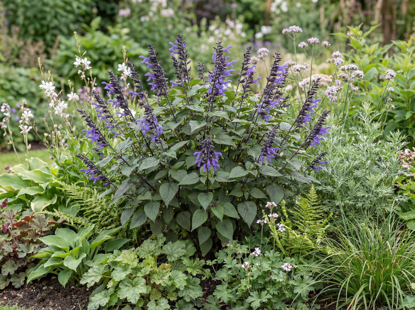 Black and Blue Anise Sage