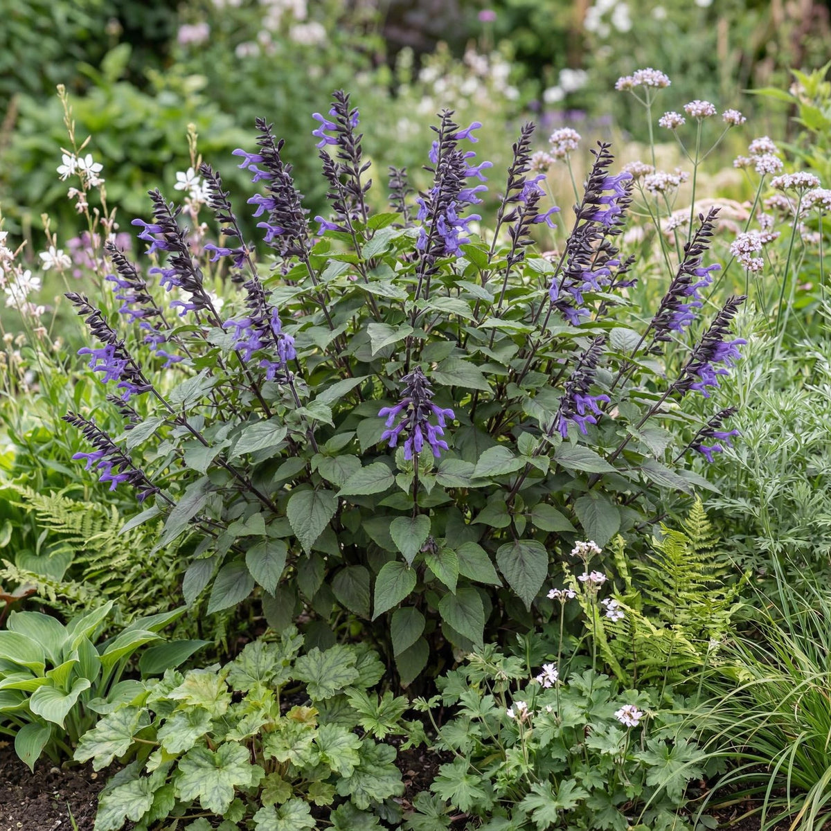 Black and Blue Anise Sage