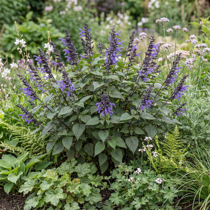 Black and Blue Anise Sage