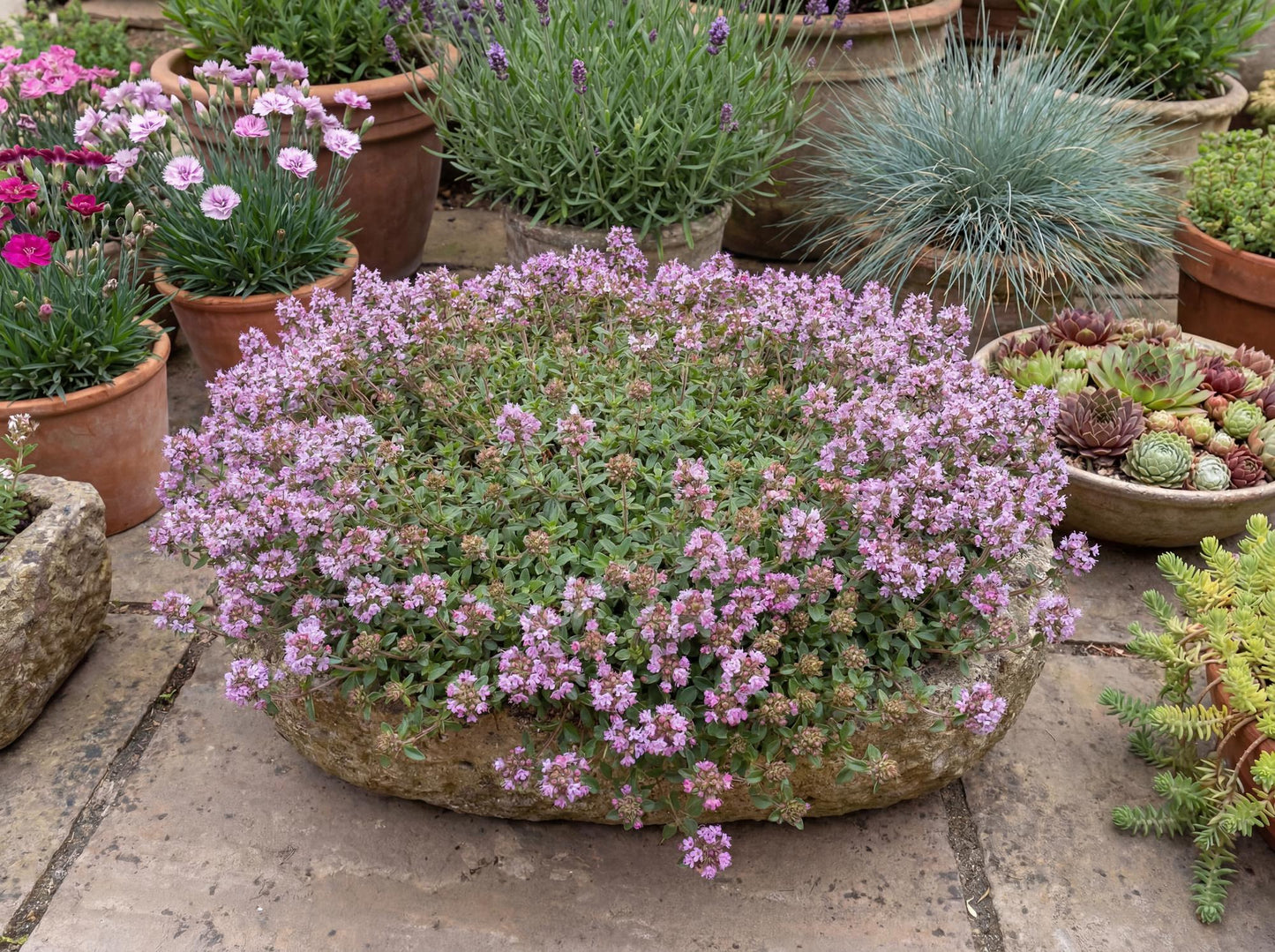Magic Carpet Thyme