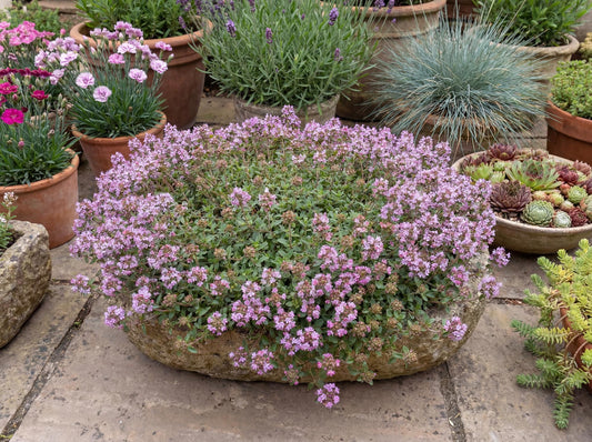 Magic Carpet Thyme