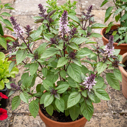 Spicy Bush Basil