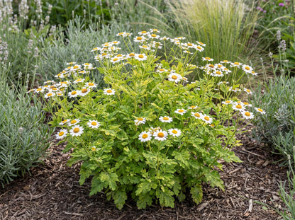 Golden Feverfew Chrysanthemum