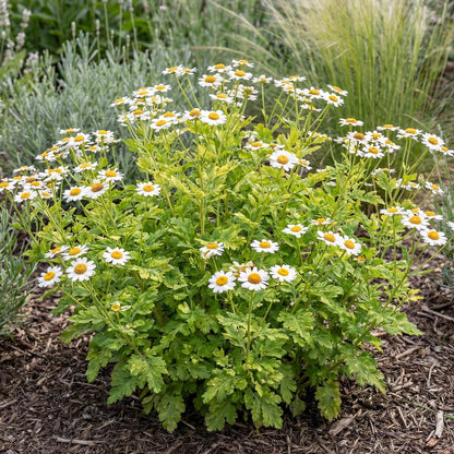 Golden Feverfew Chrysanthemum