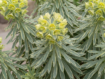 Tasmanian Tiger Spurge