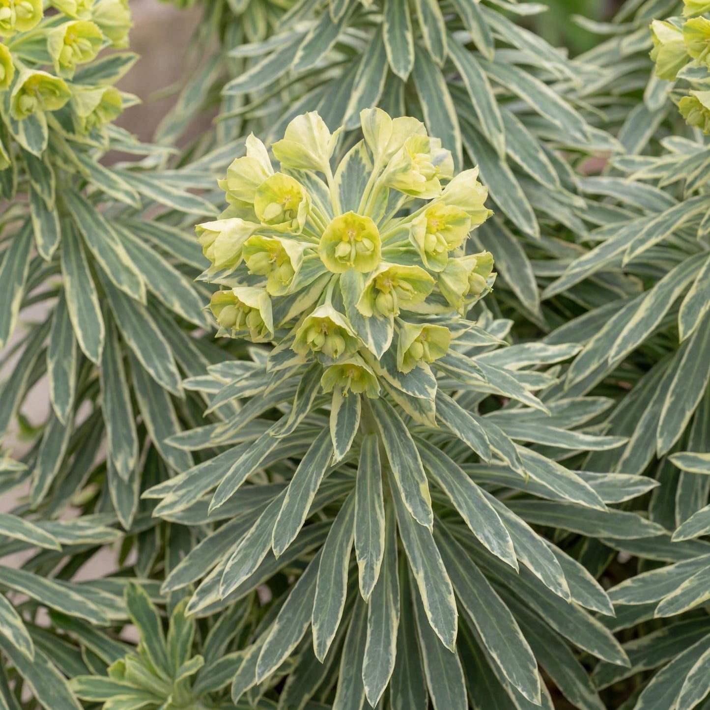 Tasmanian Tiger Spurge