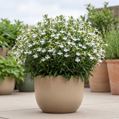 Compact White Magadi Lobelia