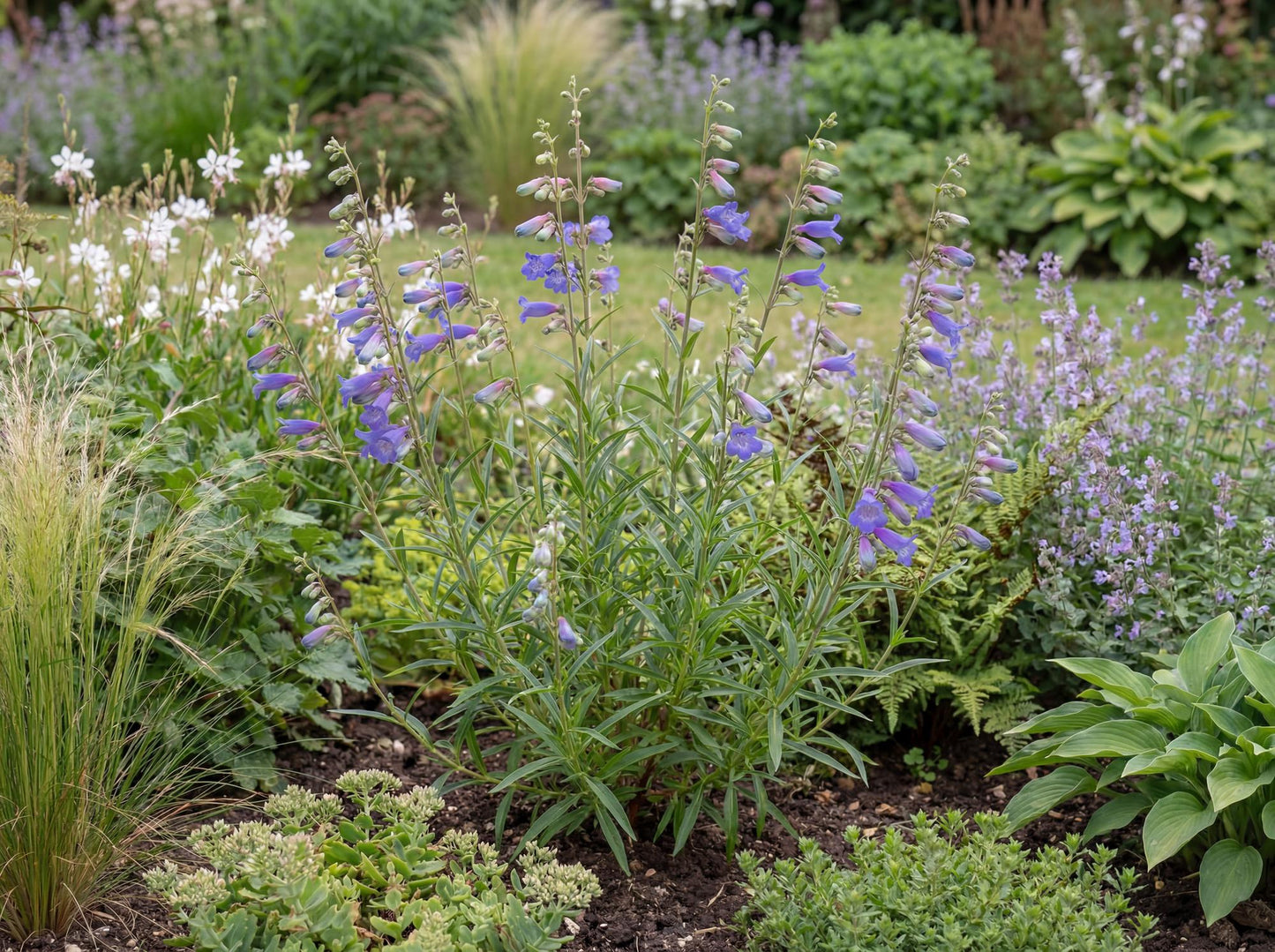 Electric Blue Foothill Penstemon